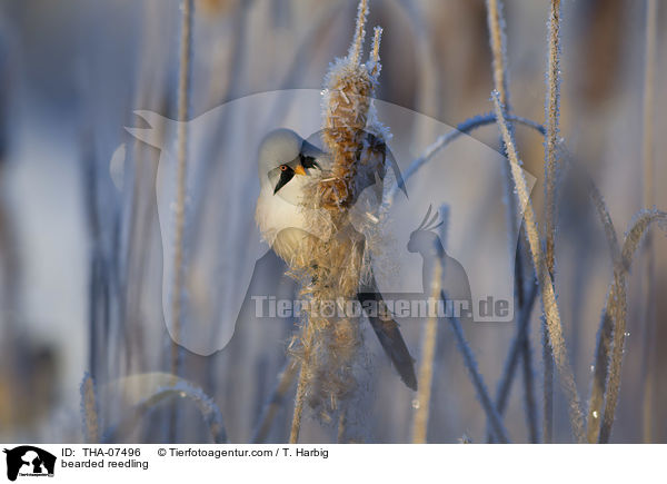 bearded reedling / THA-07496