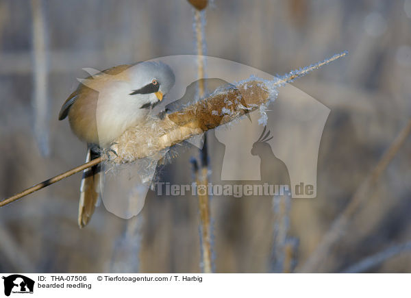bearded reedling / THA-07506