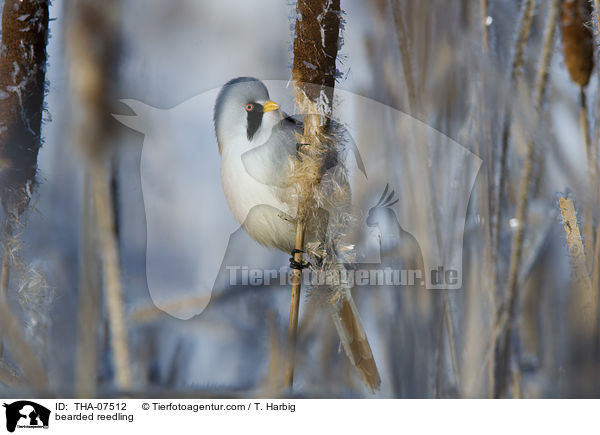 bearded reedling / THA-07512