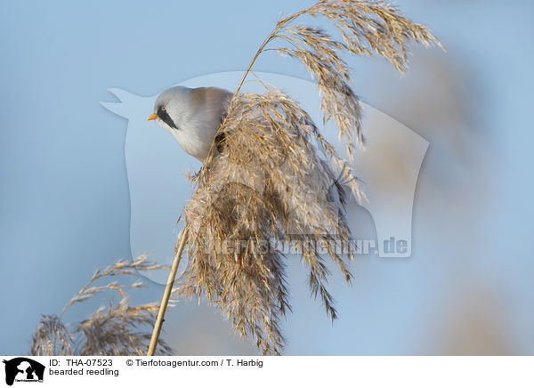 bearded reedling / THA-07523
