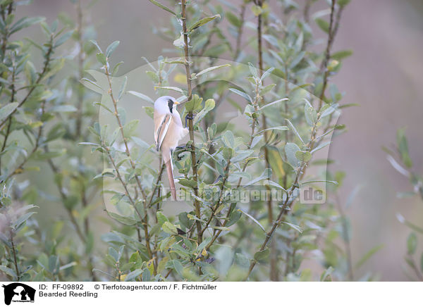Bartmeise / Bearded Reedling / FF-09892