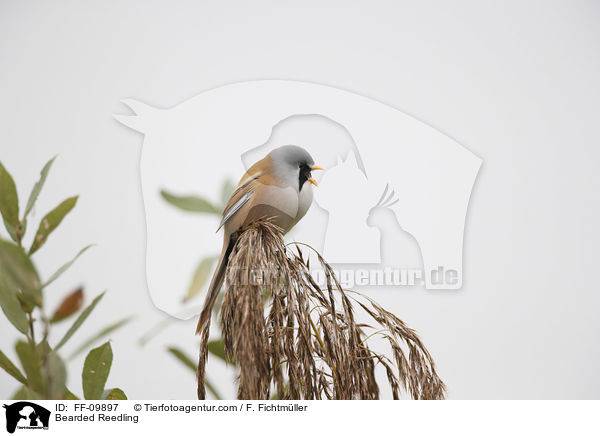Bartmeise / Bearded Reedling / FF-09897