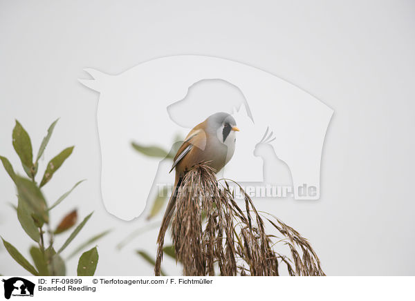 Bartmeise / Bearded Reedling / FF-09899