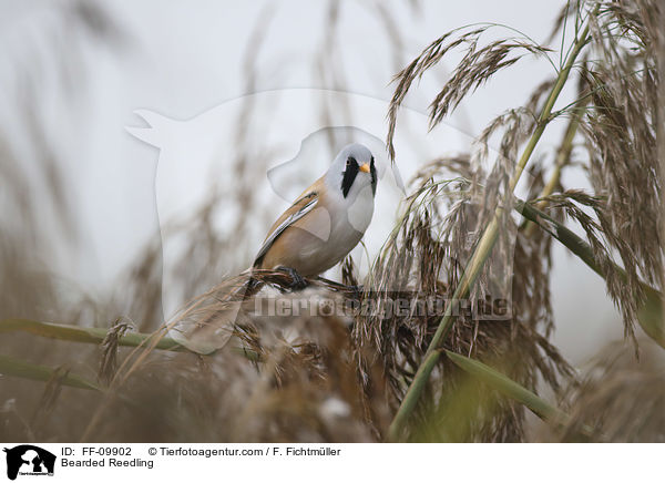 Bearded Reedling / FF-09902
