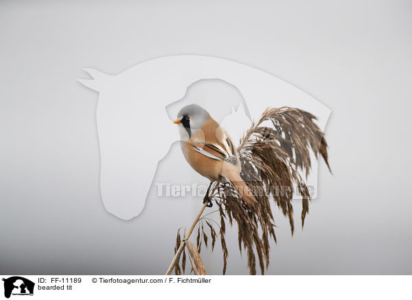 Bartmeise / bearded tit / FF-11189