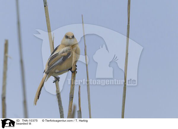 Bartmeise / bearded tit / THA-10375