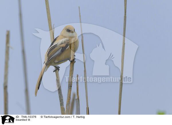 bearded tit / THA-10376