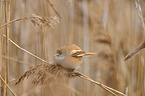 bearded tit