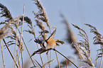 bearded tit