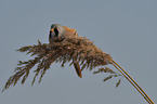 bearded tit