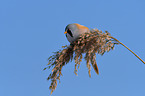 bearded tit