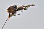 bearded tit