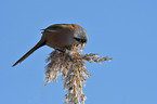 bearded tit