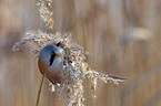 bearded tit
