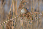 bearded tit