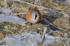 bearded tit