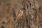 bearded tit