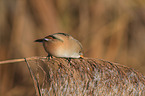bearded tit