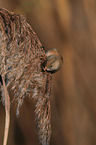 bearded tit