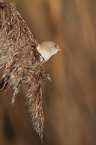 bearded tit