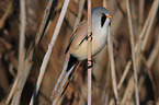 bearded tit