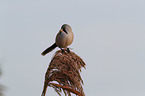 bearded tit