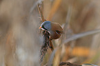 bearded tit
