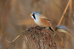 bearded tit