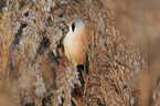 bearded tit