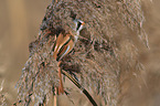 bearded tit