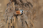 bearded tit