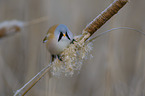 bearded reedling