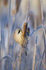 bearded reedling