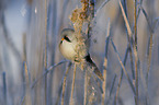 bearded reedling