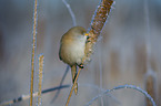 bearded reedling