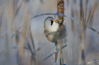 bearded reedling