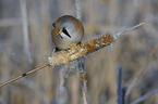 bearded reedling