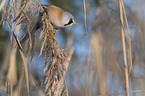 bearded reedling