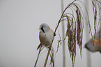 Bearded Reedling