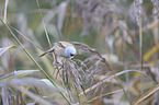 Bearded Reedling