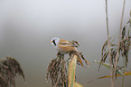 Bearded Reedling