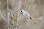 Bearded Reedling