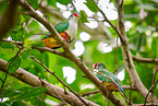 beautiful fruit doves