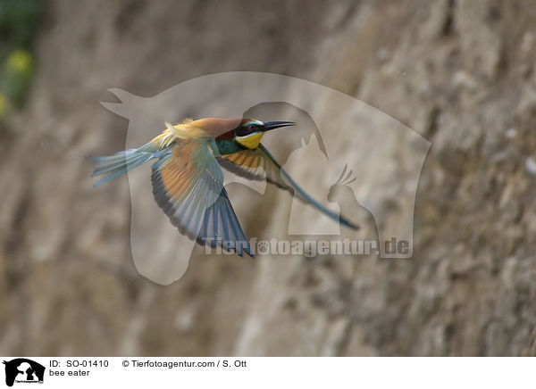 Bienenfresser / bee eater / SO-01410