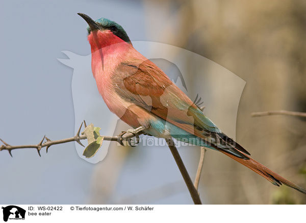 bee eater / WS-02422