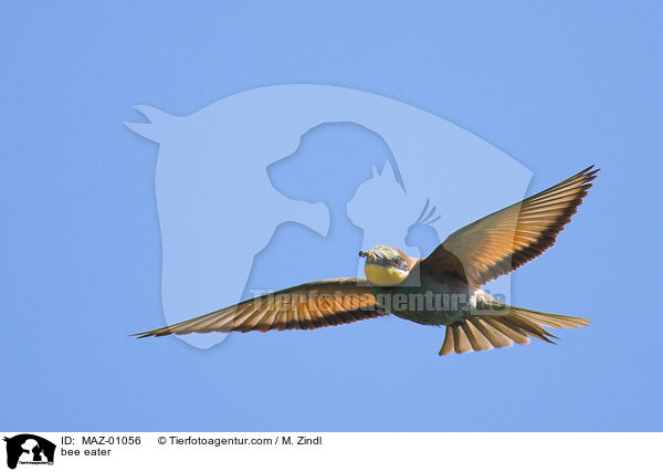 bee eater / MAZ-01056