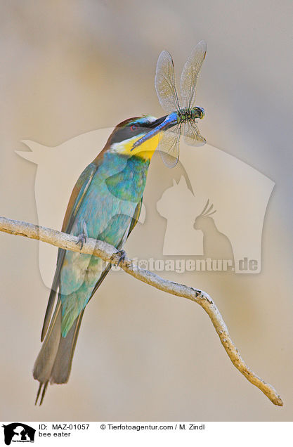 bee eater / MAZ-01057