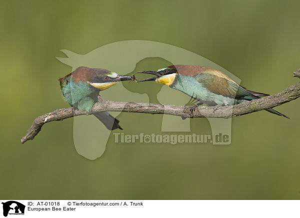 Bienenfresser / European Bee Eater / AT-01018