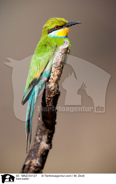 Bienenfresser / bee-eater / MAZ-03127
