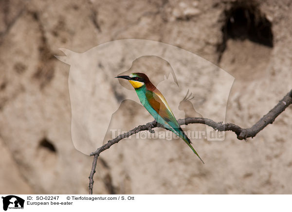 Bienenfresser / European bee-eater / SO-02247